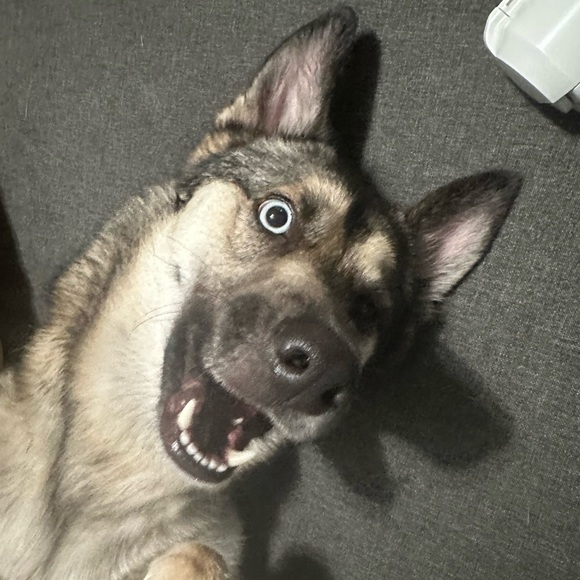 Meet your Posher, Victoria - Picture 5 of 5